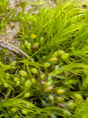 Delicate Earth-moss (Pseudephemerum nitidum)