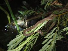 Rhabdophis chrysargoides