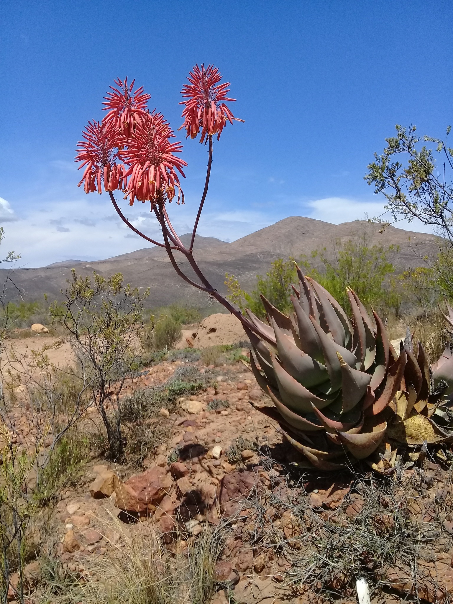 Aloe comptonii
