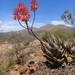 Aloe comptonii - Photo (c) john_magwa,  זכויות יוצרים חלקיות (CC BY-NC)