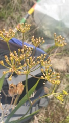 Tordylieae