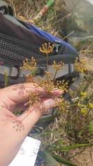 Tordylieae