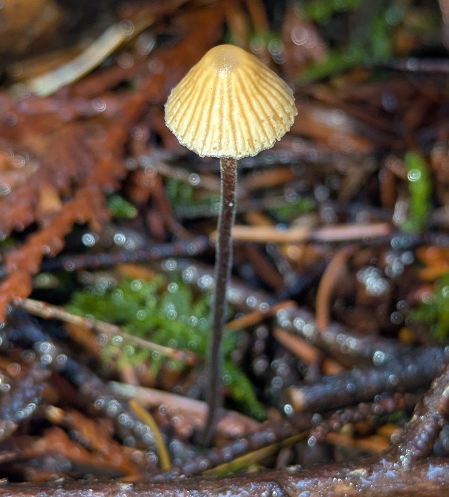 Galerina sp. 'vittiformis-PNW10' · December 2025 · photo: © benkeen (iNaturalist, cc0)