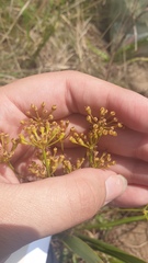Tordylieae
