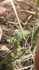 Tordylieae