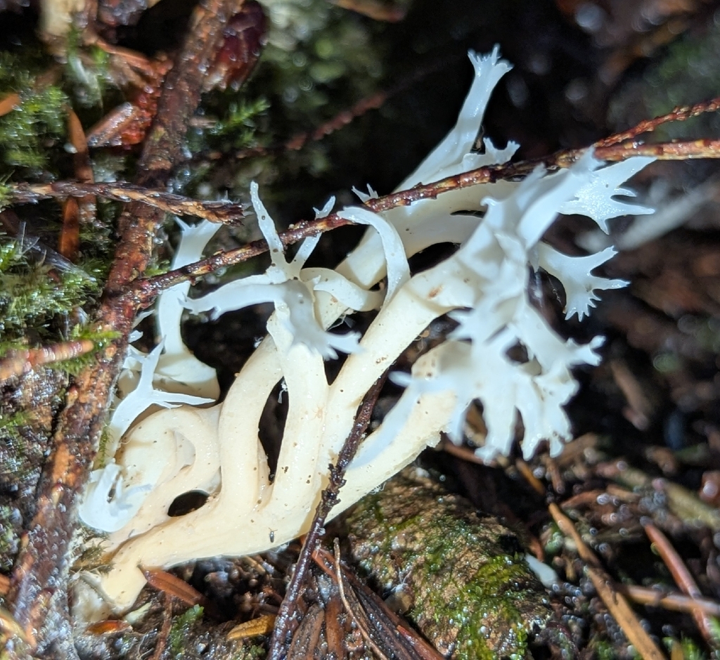 Clavulina sp. 'cinerea-PNW02' · December 2025 · photo: © benkeen (iNaturalist, cc0)