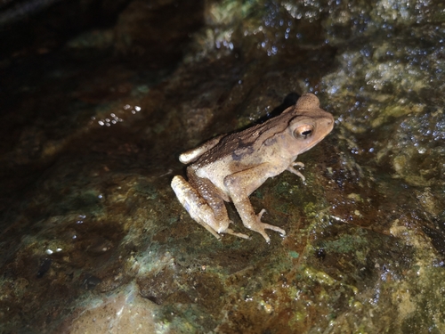 Ingerophrynus celebensis