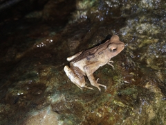 Ingerophrynus celebensis