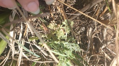 Tordylieae