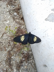 Altinote ozomene nox