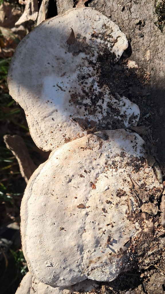 Trametes aesculi · November 2025 · photo: © steven307 (iNaturalist, cc-by)