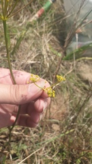 Tordylieae