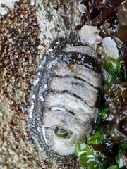 Chiton granosus