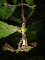 Rhabdophis chrysargoides