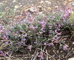 Astragalus tenuifolius