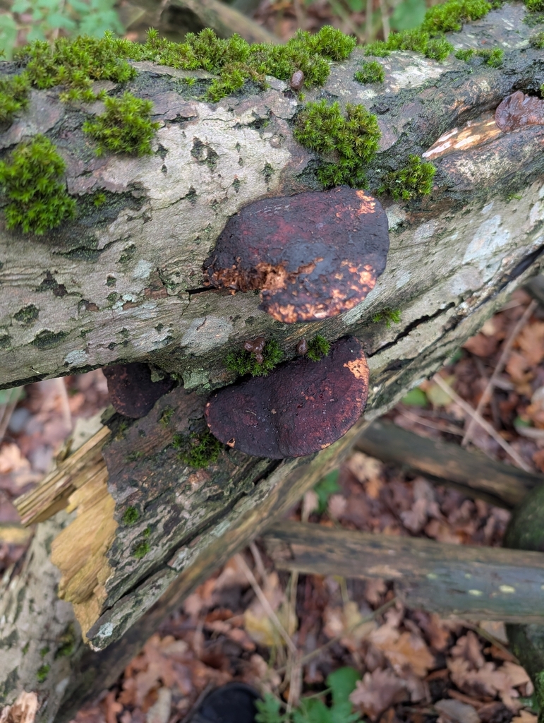 Daedaleopsis confragosa · December 2025 · photo: © pilmar (iNaturalist, cc0)
