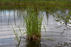 Carex acuta