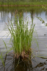 Carex acuta