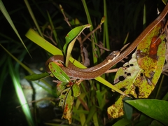 Rhabdophis chrysargoides