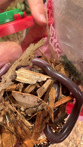 Blackish Blind Snake sighting