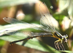 Coeliccia chromothorax