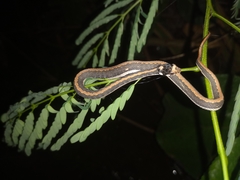 Rhabdophis chrysargoides