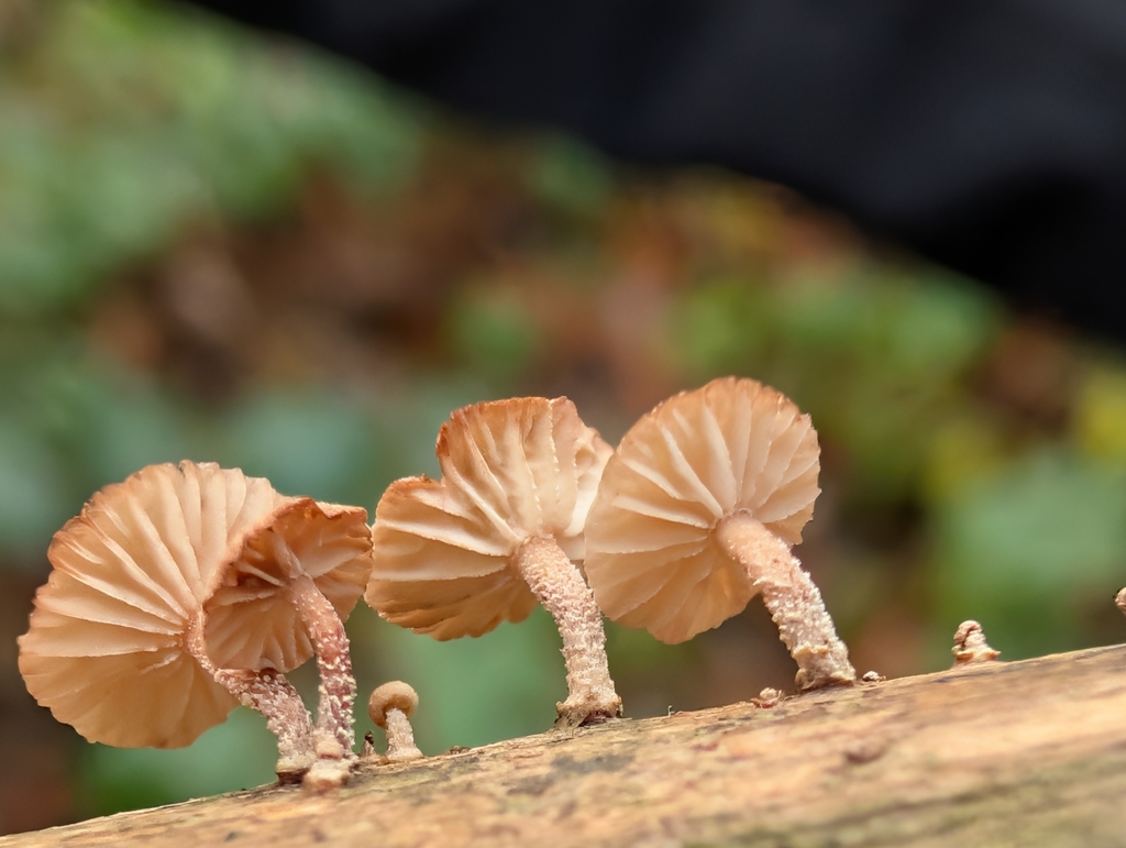 Collybiopsis ramealis · December 2025 · photo: © pilmar (iNaturalist, cc0)