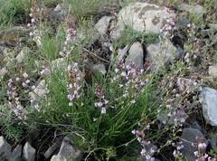 Astragalus tenuifolius