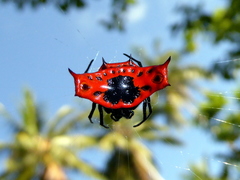 Gasteracantha signifera