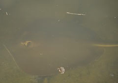 Hemitrygon fluviorum
