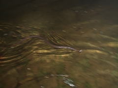 Rhabdophis chrysargoides