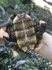 Graptemys ouachitensis