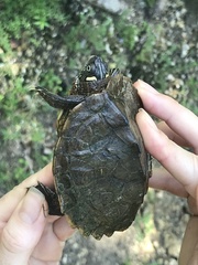 Graptemys ouachitensis