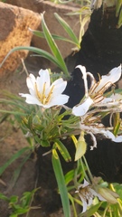 Xerophyta vallispongolana