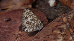 Leptotes rabefaner