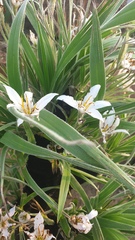 Xerophyta vallispongolana