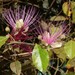 Capparis zeylanica - Photo (c) Shiwalee Samant, algunos derechos reservados (CC BY-NC), subido por Shiwalee Samant