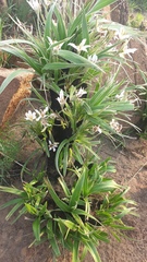 Xerophyta vallispongolana