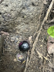 Syzygium cumini, recorded fruiting