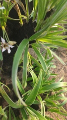 Xerophyta vallispongolana