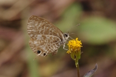 Leptotes rabefaner