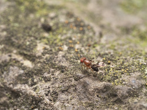 Unknown species found near Virginia Tech, Blacksburg, VA, US