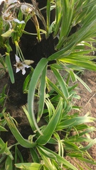 Xerophyta vallispongolana