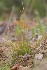 Carex alba