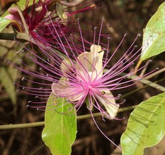 Capparis zeylanica