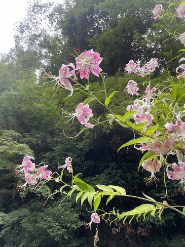 Lilium speciosum iNat (1)