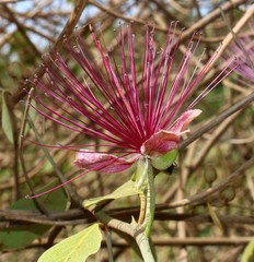 Capparis zeylanica