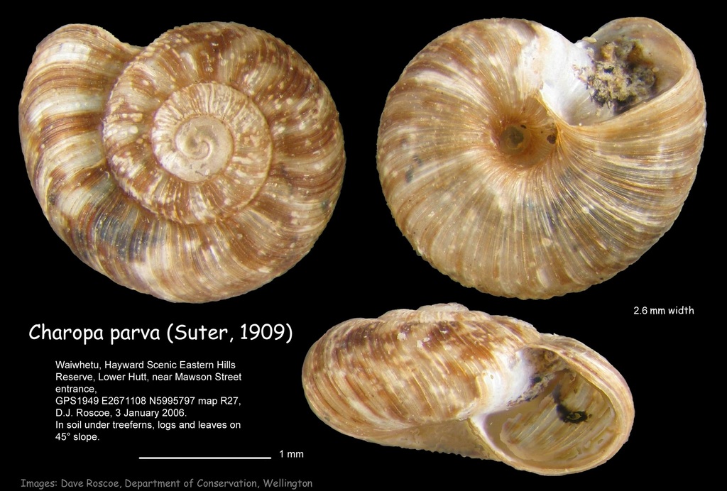 Dendropa pilsbryi