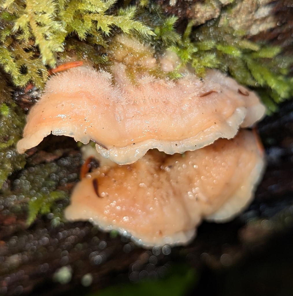 Merulius tremellosus · December 2025 · photo: © benkeen (iNaturalist, cc0)