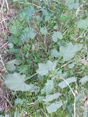 Malva parviflora